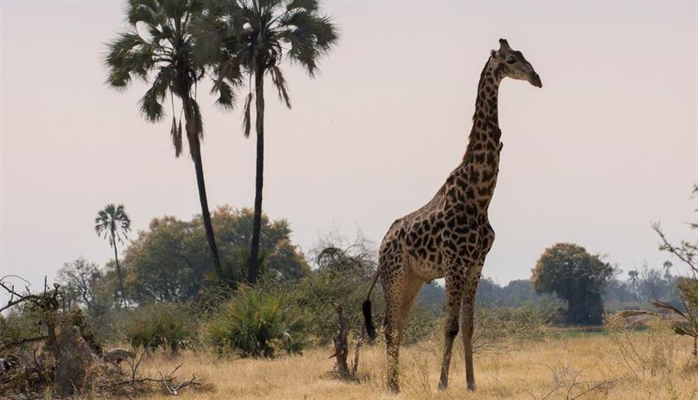 Sandibe Okavango Safari Lodge